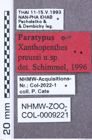 Etikett zu Ampedus pseudoflavobasalis (Schimmel, 1993)